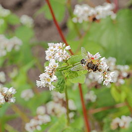 Fagopyrum_esculentum-IMG_6188